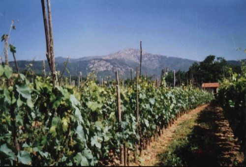 Vigneti del Dronè - Vino di Montagna