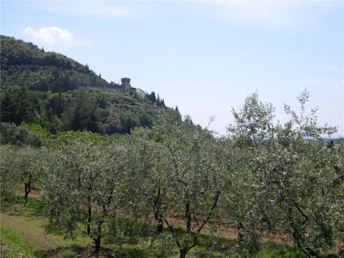 Oliveta