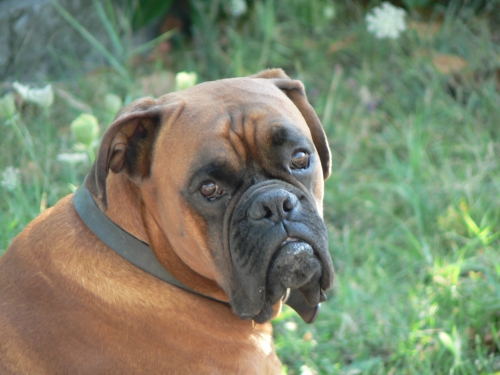 Bullo la nostra mascotte