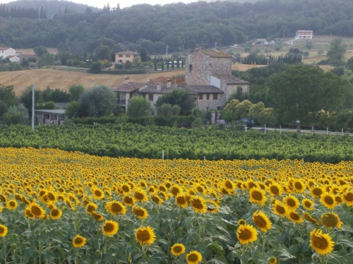 Girasoli