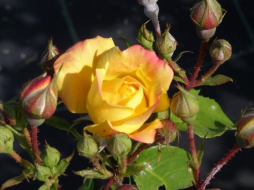 riviera dei fiori