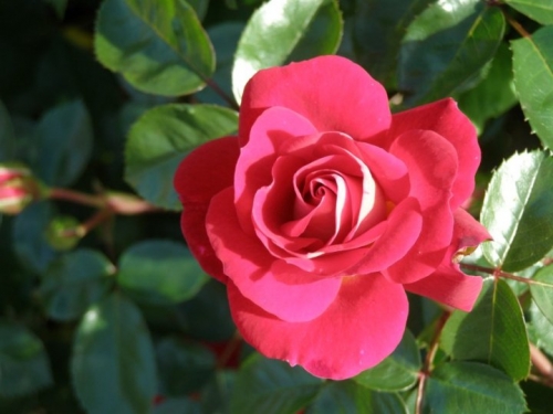 piante di rose di tutti i tipi