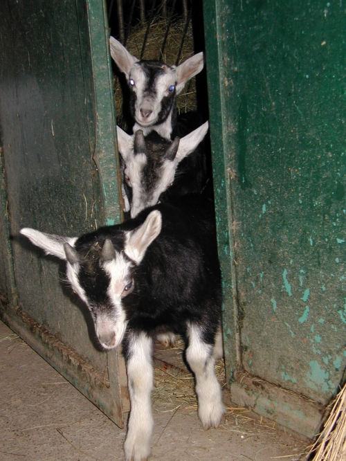 i nostri amici: gli animali