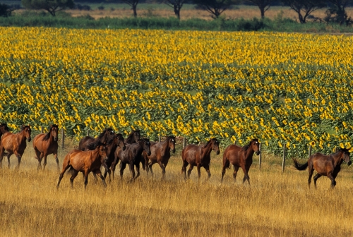 cavalli bradi in Maremma