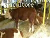 bulgsri