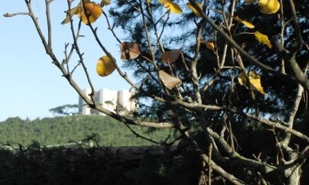 panorama dalla pineta