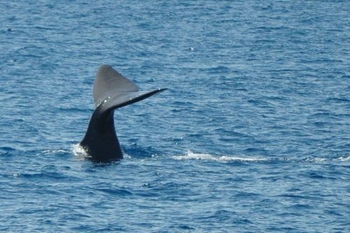 Escursioni in mare Imperia